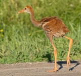 sandhill crane colt (chick) 15