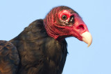 turkey vulture 100