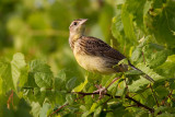 Eastern Meadowlark - Juvenile