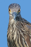 juvenile black-crowned night heron 373