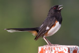 eastern towhee 5