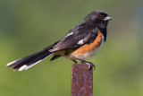 eastern towhee 11