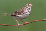 savannah sparrow 39