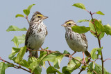 savannah sparrow 40