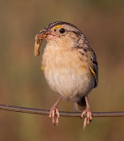 grasshopper sparrow 44