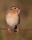 grasshopper sparrow 45