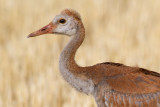 sandhill crane colt (chick) 45