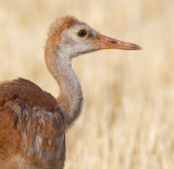 sandhill crane colt (chick) 59