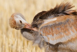 sandhill crane colt (chick) 60