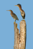 green heron 81