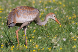 sandhill crane colt 66