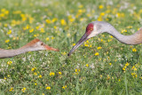 sandhill crane colt 67
