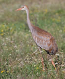 sandhill crane colt 68