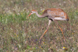 sandhill crane colt 70