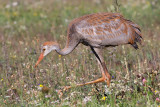 sandhill crane colt 71