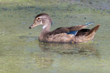 wood duck 42