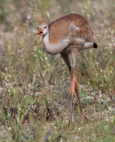 sandhill crane colt 74