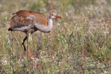 sandhill crane colt 75