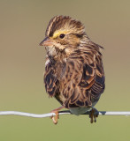 savannah sparrow 45