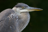 great blue heron 345