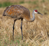 sandhill crane 110
