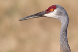 sandhill crane 114