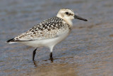 sanderling sandpiper 5