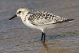 sanderling sandpiper 6