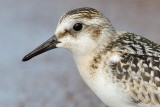sanderling sandpiper 11