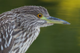 juvenile black-crowned night heron 386