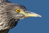 juvenile black-crowned night heron 387