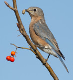 bluebird 66
