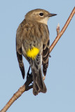 yellow rumped warbler 15