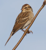 chipping sparrow 21