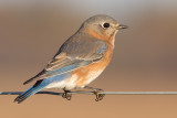 bluebird 69
