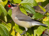 cedar waxwing 72