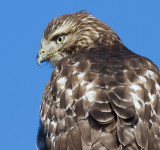 red-tailed hawk 333