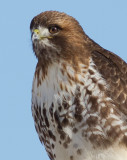 red-tailed hawk 336