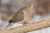 mourning dove 58