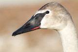 trumpeter swan 10