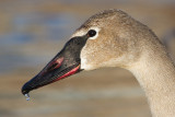 trumpeter swan 11