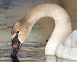 trumpeter swan 12
