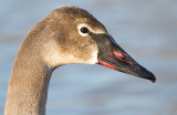 trumpeter swan 13