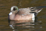 widgeon 16