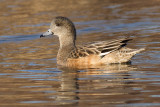 widgeon 17