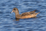 widgeon 21