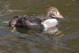 king eider - 1st winter male 7