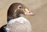 king eider - 1st winter male 8