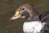 king eider - 1st winter male 10
