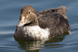 king eider - 1st winter male 11